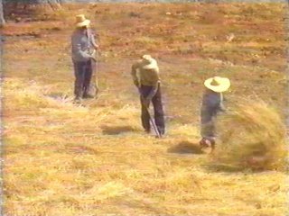 CAMPO (98)  LABRANZA